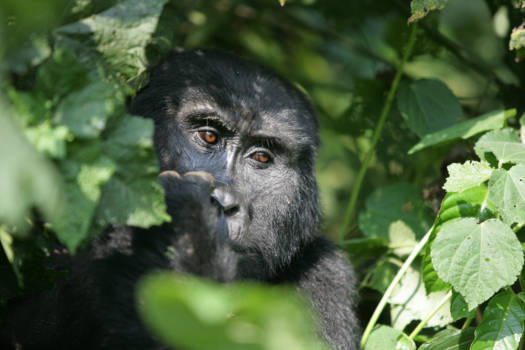 Oeganda - Zon in de ogen