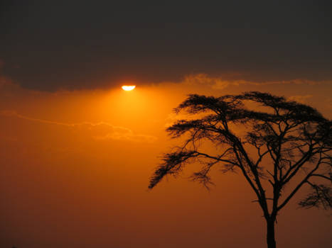 Serengeti National Park - Zonsondergang van een luipaard