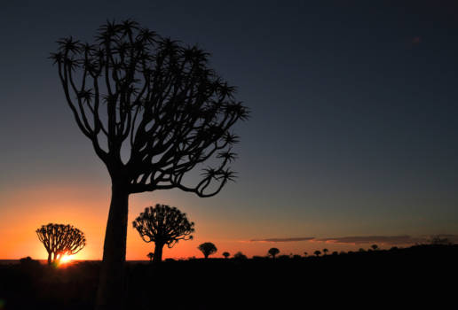 Namibië - kokerboom sunset