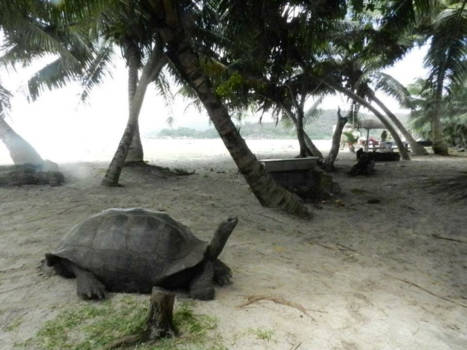 Seychellen - Petting turtles in natural habitat