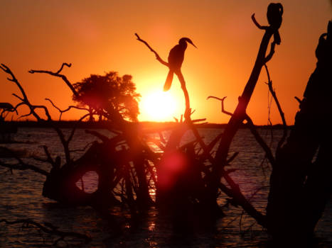 Chobe National Park - Vreemde vogels