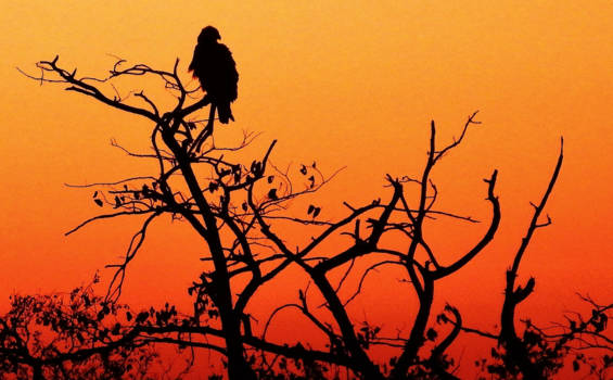Krugerpark - Zeearend warmt op in de ochtendzon