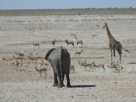 Namibië - Etosha
