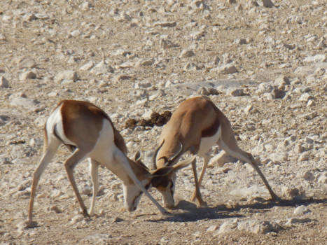 Namibië - Etosha