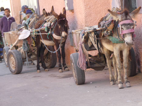 Marokko - Marrakech ezels
