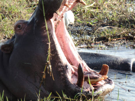 Botswana - goodmoooorning!