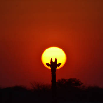 Etosha National Park - Goede timing