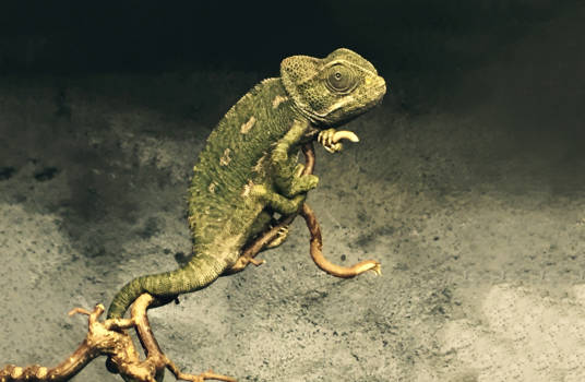 Madagaskar - Green earth