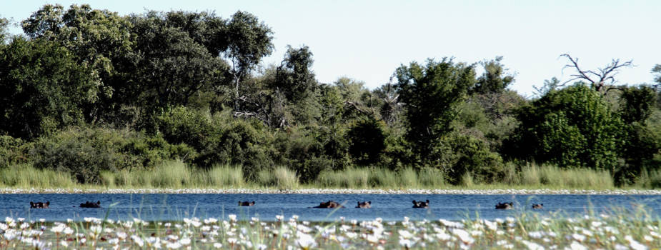 Okavango Delta