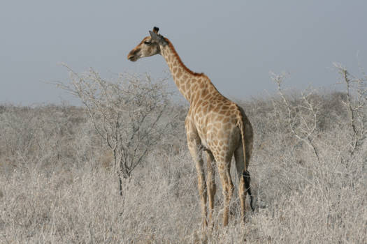 Etosha National Park - Kleur in stoffig Etosha