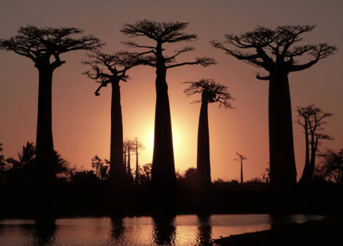 Avenue of the Baobabs - Kleurenpracht bij de baobabs