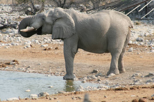 Etosha National Park