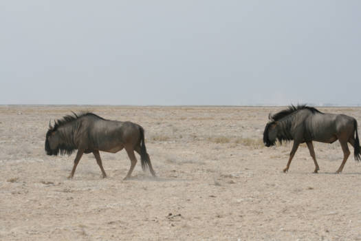 Etosha National Park