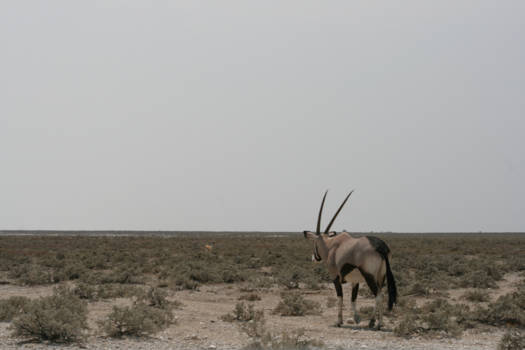 Etosha National Park