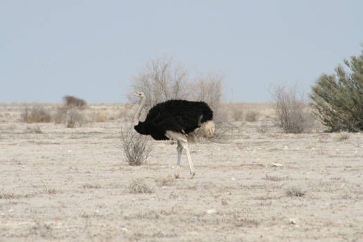 Etosha National Park