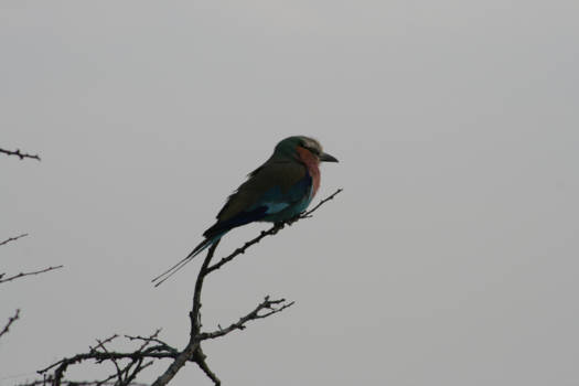Etosha National Park