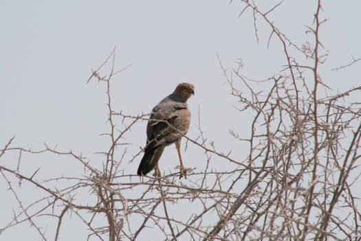 Etosha National Park