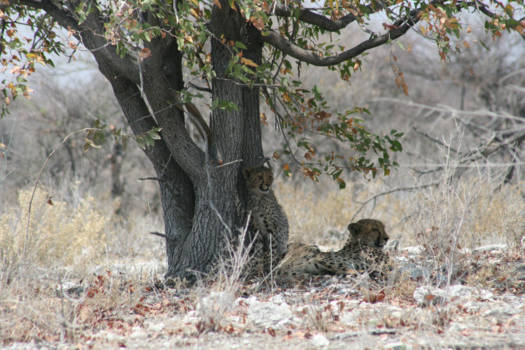 Etosha National Park