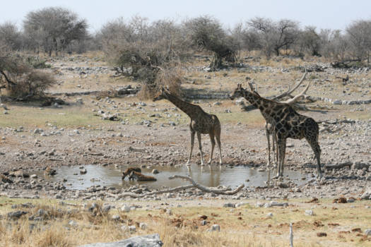 Etosha National Park
