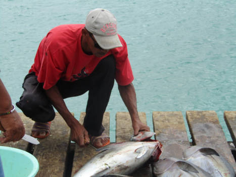 Sal - Fileer die vis