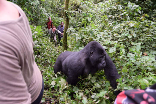 Bwindi Impenetrable National Park - Wie is nu de aap? 
