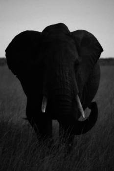 Kenia - Even poseren