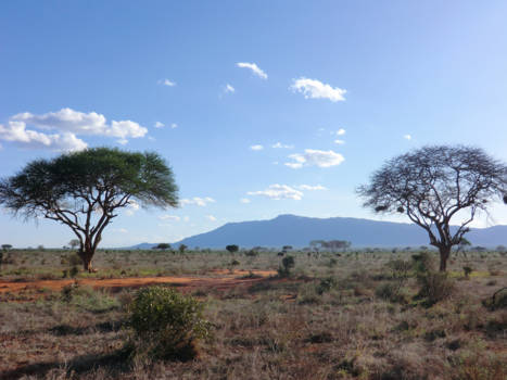 Kenia - Beautiful view in Tsavo National Park