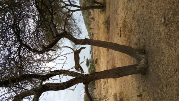 Serengeti National Park - Springend Luipaard