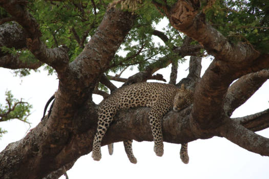 Kenia - Tukje doen