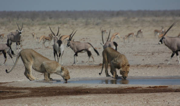Etosha National Park - In harmonie dorst lessen