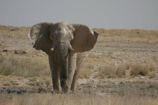 Etosha National Park - Big boy
