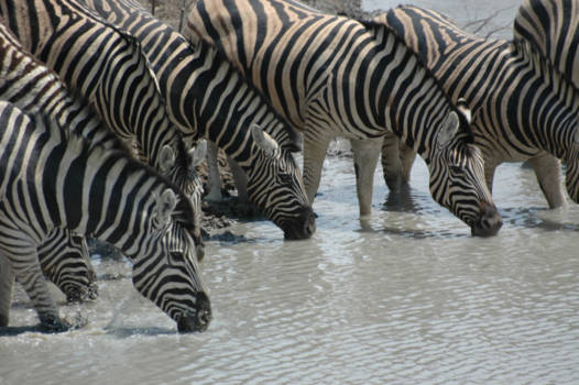 Etosha National Park