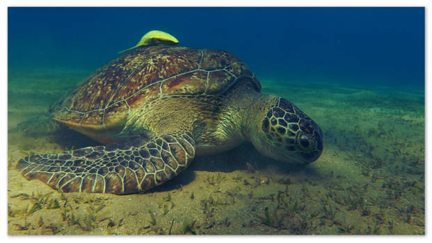 Egypte - Legend from the sea