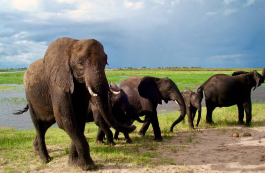 Chobe National Park - Familytime