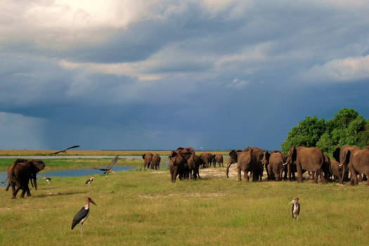 Chobe National Park - Chobe River