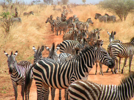 Serengeti National Park - Hoeveel zebra 's kun je voor je auto hebben?