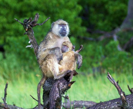 Chobe National Park - Moremi National Park