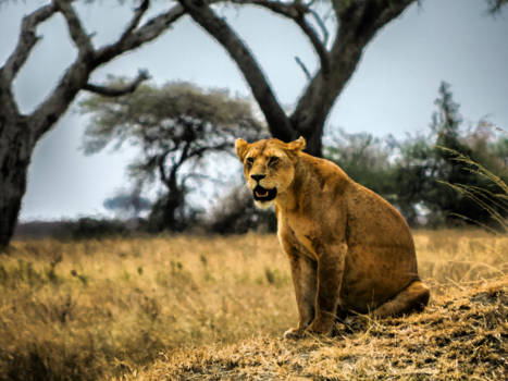 Ngorongoro krater - Lioness beauty