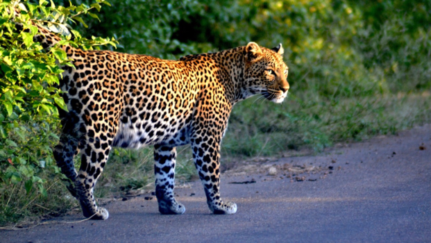 Krugerpark - Adembenemend mooi!