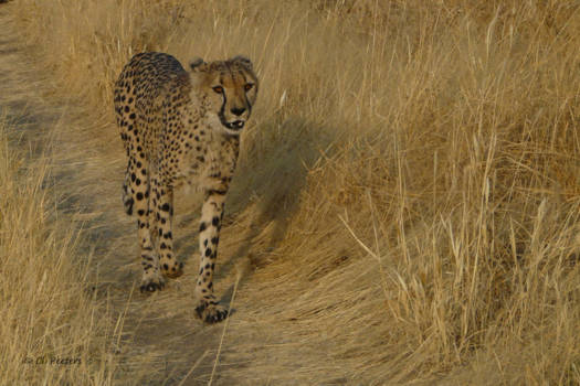 Serengeti National Park - Cheeta looking for some meat