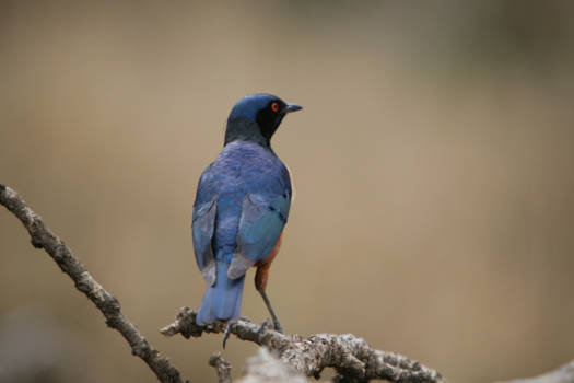 Tanzania - Blue bird