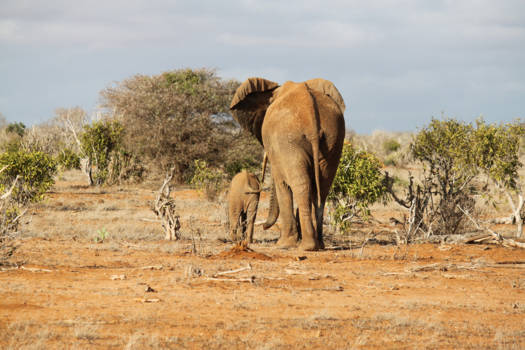Kenia - deze foto zegt alles