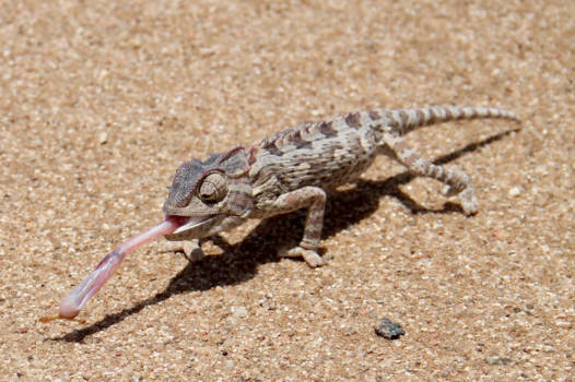 Kalahari woestijn - Overleven in de woestijn