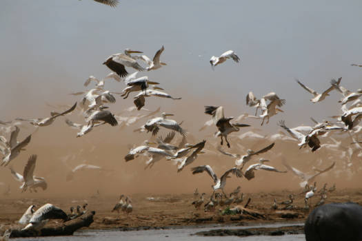 Tanzania - Erg opvliegend