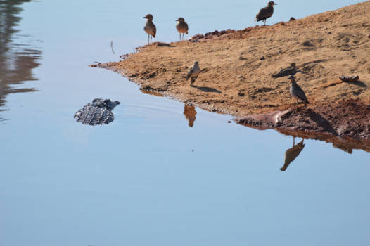 eSwatini (voorheen Swaziland) - Relaxen in het ochtendzonnetje