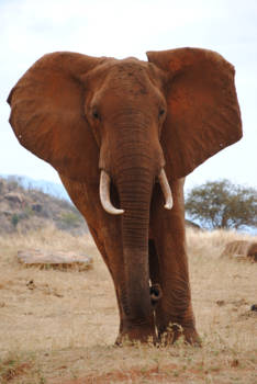 Kenia - Oog in oog.....