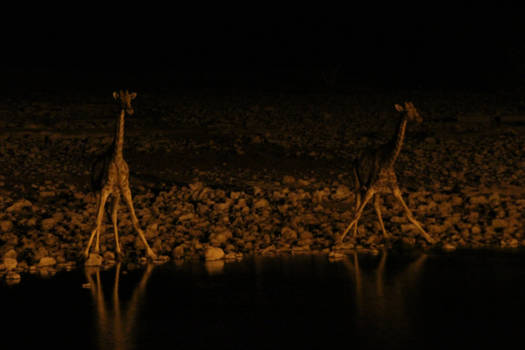 Namibië - Dorstige broers op hun hoede