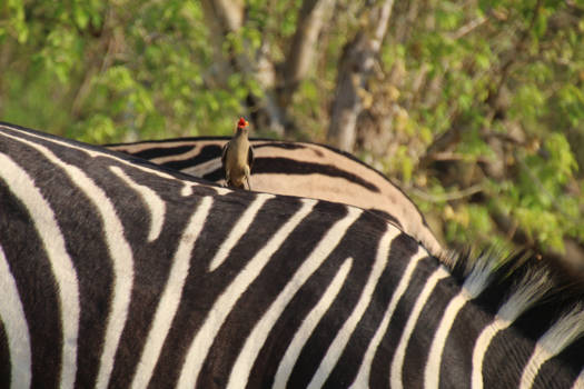 Botswana - Hoogste lied omdat bijna niemand mij ziet
