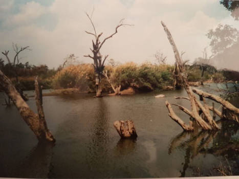 Hwange National Park - "Hippo and baby"