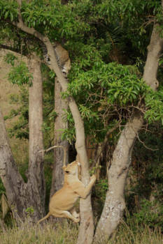 Kenia - De koning van de dieren is duidelijk baas